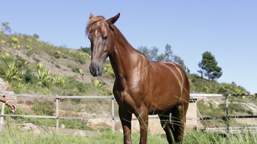 Horse of Fanirina Ranch